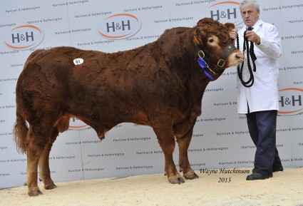 Culnagechan Hawkeye - 12,000gns