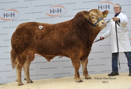 Garyvaughan Haines - 13,500gns