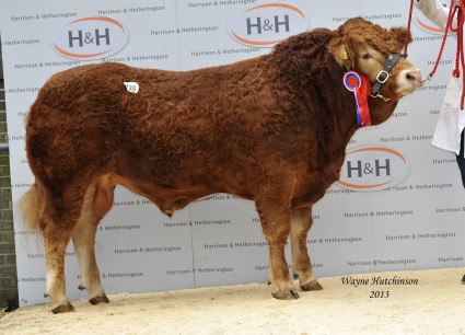 Maraiscote Hiphop - 12,000gns