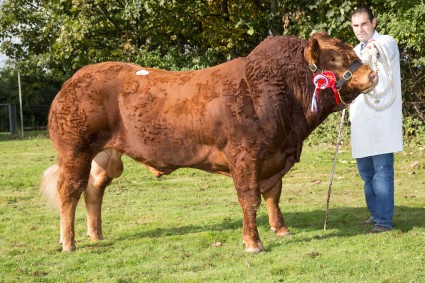 Tomschoice Hurricane 5,000gns JM & SP Cooper