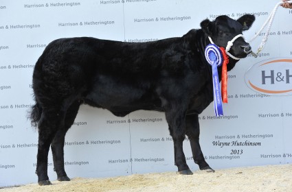 Baby Beef Reserve Champion