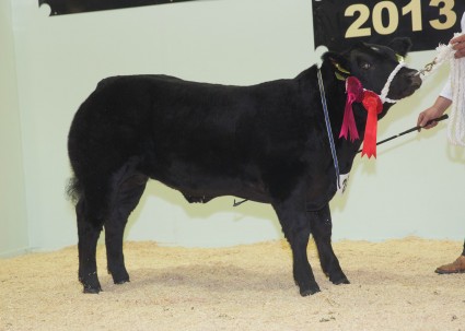 Baby Beef Reserve Heifer Champion Cariad