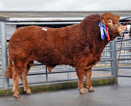 Dyfri Hercules Reserve Supreme Champion 7,200gns