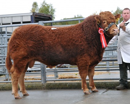 Garyvaughan Hoover Junior Champion 6,200gns