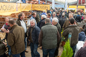 Limousin Stand.web