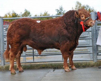 Loosebeare Hugo 5,000gns