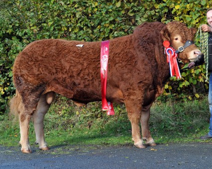 Mynach Harlequin Supreme Champion 9.000gns