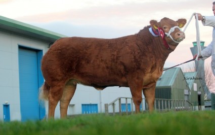 2013 Scottish Winter Fair Supreme Champion