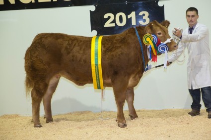 Overall Reserve Champion Cwtch