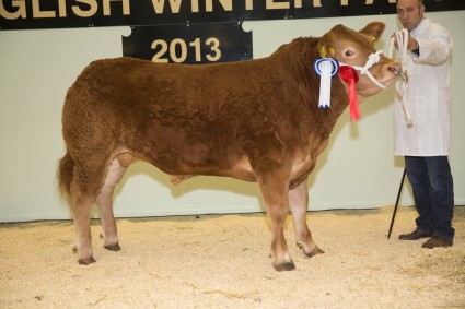 Pedigree Limousin Reserve Champion Dinmore Hazzard