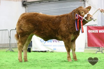 Reserve Overall Junior Continental and Overall Junior Limousin Champion Glenrock Illusion from Stephen Illingworth