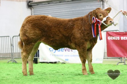 Reserve Overall Junior Continental and Overall Junior Limousin Champion Glenrock Illusion