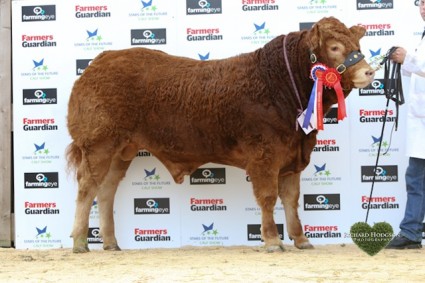 Reserve Overall Senior Continental and Overall Senior Limousin Champion Roxburgh Homeland from John Elliot