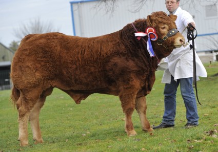 Roxburgh Homeland - pedigree Limousin champion