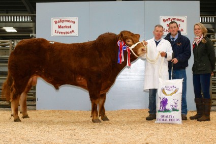 Scotchtown Harvey Supreme Champion 3,300gns