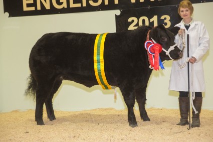 Supreme Overall Champion Eyecatcher