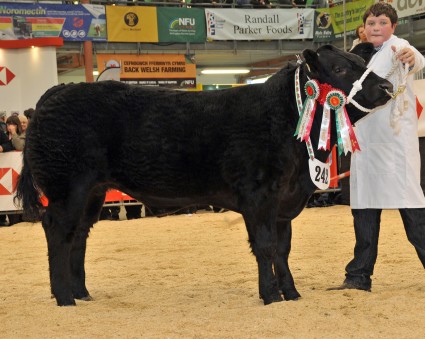 Baby Beef Champion Hoover