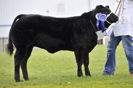 Bonnie Betty Reserve Baby Beef Champion