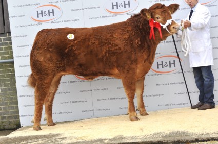 Dinmore Hottie - 6500gns