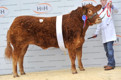 Fairywater Gabriella Reserve Champion 15,000gns