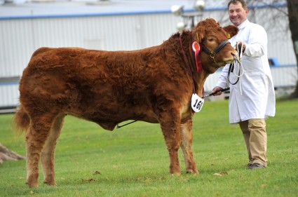 Foxhillfarm Izzy Reserve Champion  Pedigree Limousin