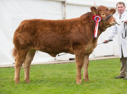 Foxhillfarm Izzy Reserve Interbreed Calf Champion