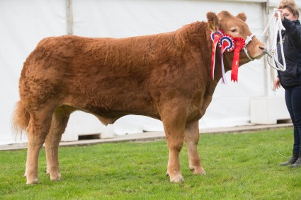 Harlem Shake Overall Steer Champion