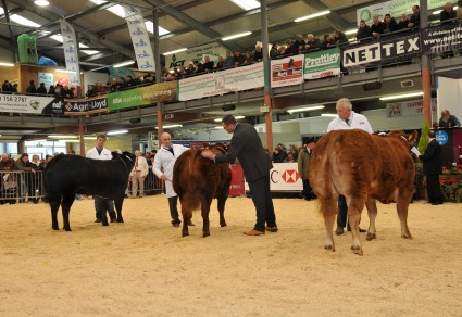 Jason Wareham Judging