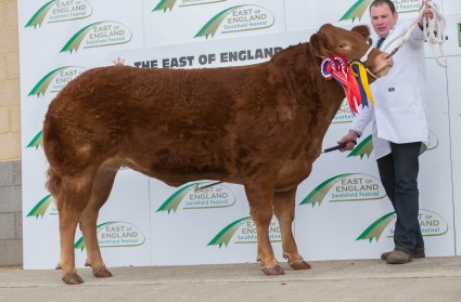 Keskadale Gamel Champion Pedigree Limousin