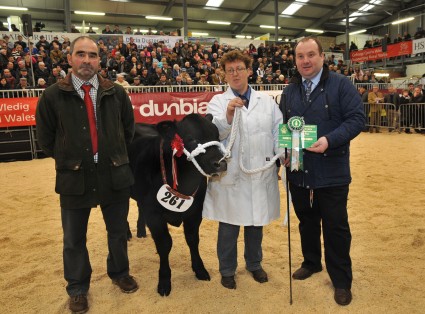 Reserve Baby Steer Champion Cookie Crumble