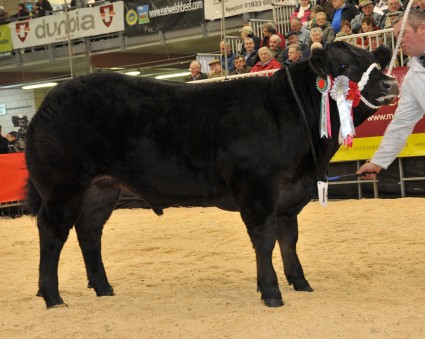 Reserve Champion Dynamite Dougie