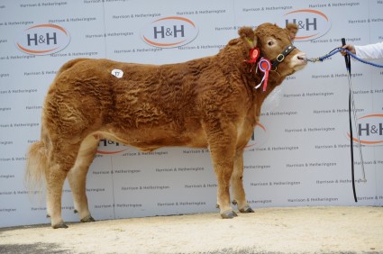 Ronick Honey - Overall Champion - 20,000gns
