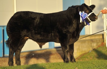 Tip Top  Reserve  Overall Steer