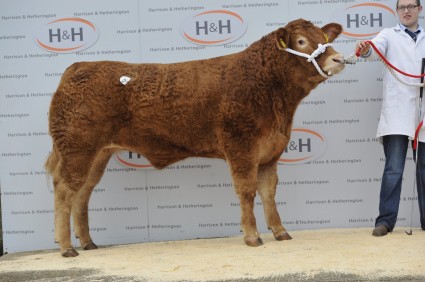 Trueman Holly - 5000gns