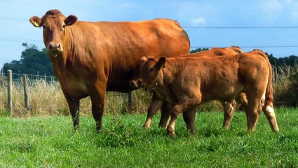 Cow with twin calves