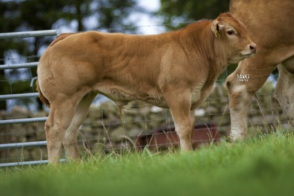 Emslies Ironman sold as calf at foot with the 15,000gns Emslies Duchess