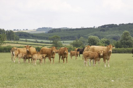 Garrowby cows and calves