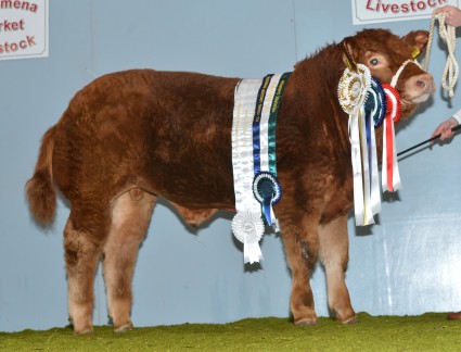 Larkhill Istabraq Pedigree and Overall Champion