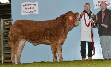 Pedigree Reserve Champion Craigatoke Irishcoffee