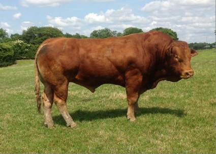 Siddal Drew – a homebred bull with figures in the top 10 per cent of the breed