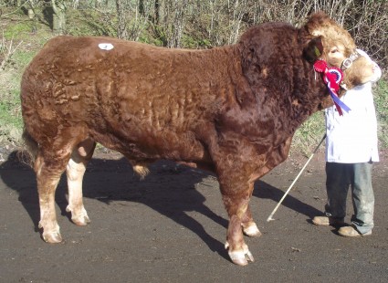 Ashledge Highlander Supreme Champion 4,000gns