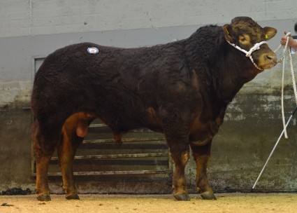 Ballyrobin Holyfield 3300gns