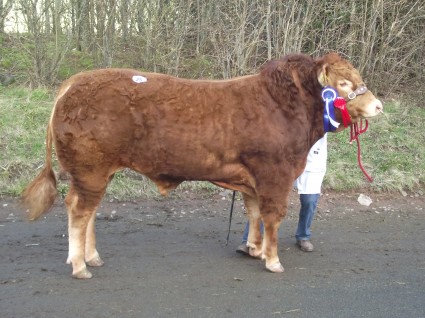 Dinmore Hocco Reserve Champion 3,500gns