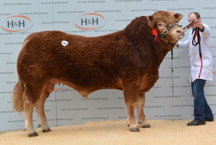 Iveagh Harry - 14,000gns