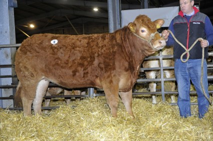 Maybe Girlie from D&R Cornthwaite - 9000gns