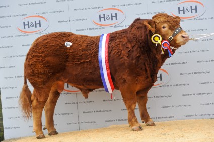 Mereside Hallmark - Overall Champion - 18,000gns