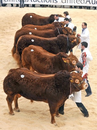 Limousin Show