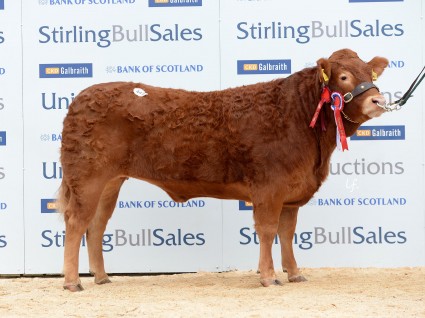 Limousin Female Champion