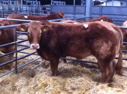 Ampertaine Heather 6,900gns