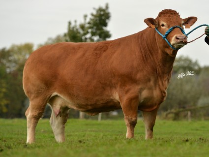 Breiz Izel 4,000gns